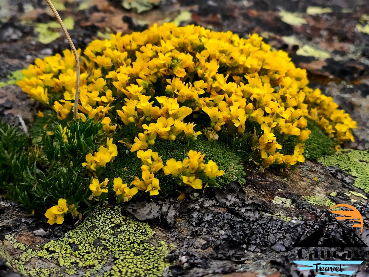 flowers-mountains